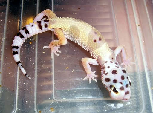 swollen-gecko-eye