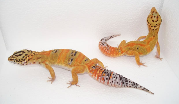 leopard gecko tangerine