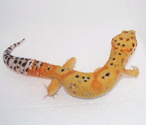 tangerine-leopard-gecko