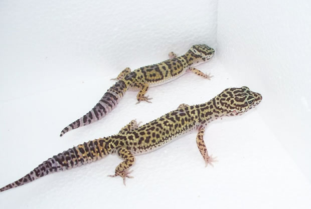 wild-type-leopard-geckos