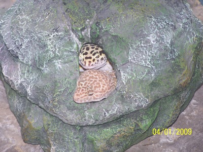 breeding leopard geckos