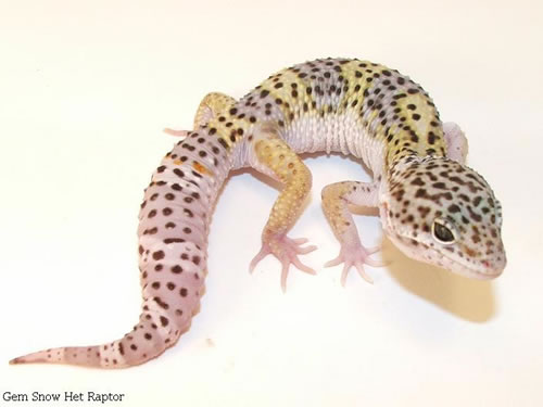 gem snow leopard gecko