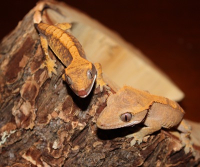 ciliatus crested geckos