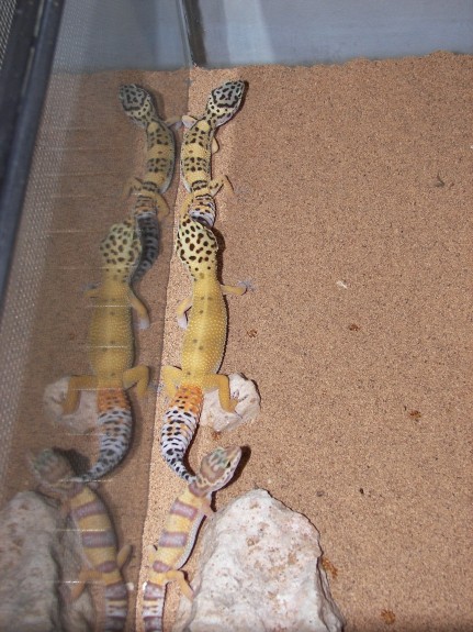 leopard geckos