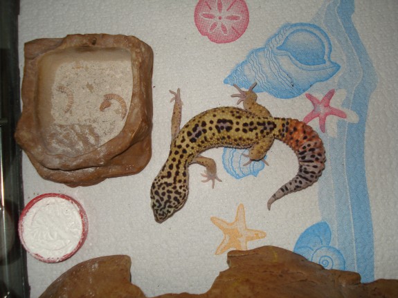 Leopard Gecko on Paper Towels