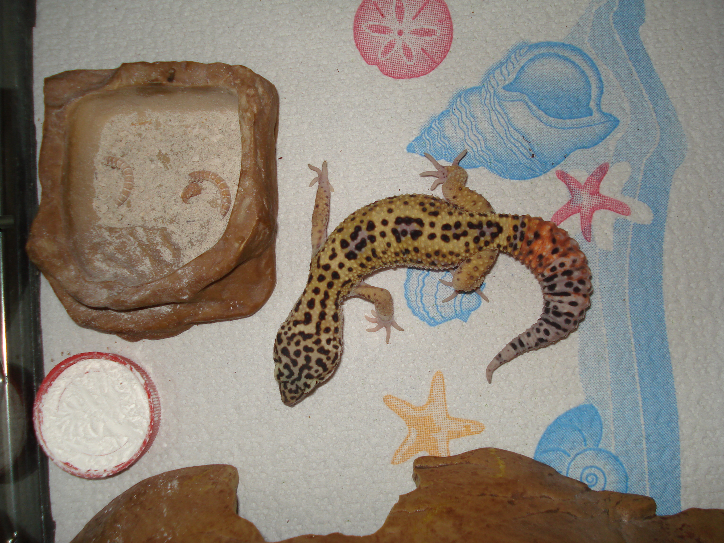 paper mache gecko hides