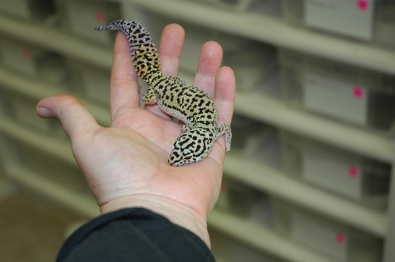 Adult female Afghan leopard gecko