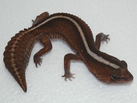 Patternless Fattail Gecko
