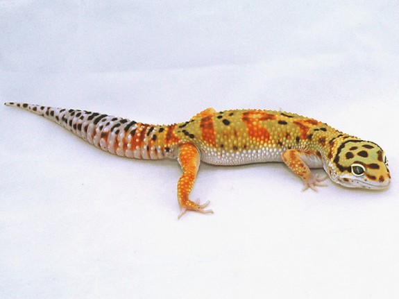 hiss tangerine leopard gecko