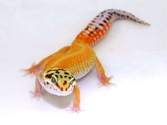 Red stripe leopard gecko