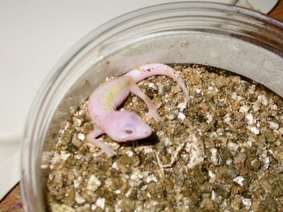 World's First Bell Blazing Leopard Gecko