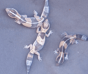 African Fattail Geckos