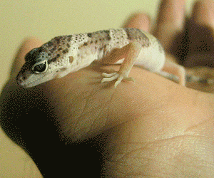 leopard gecko