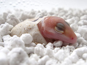 Leopard Gecko Eggs Hatching