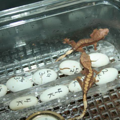 SIM Crested Geckos