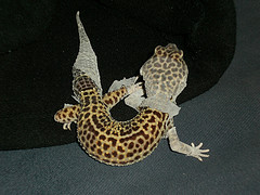 Leopard Gecko Shedding