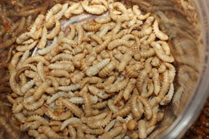 mealworm pupae