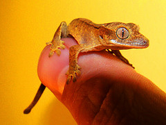 Crested Gecko