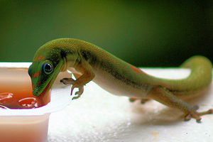 day gecko eating