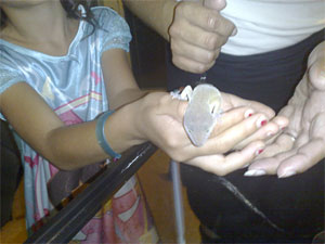 holding a leopard gecko