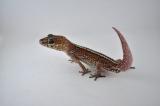 Pictus Gecko named Big Red