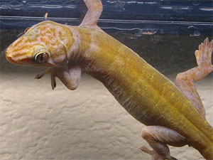 Golden Gecko