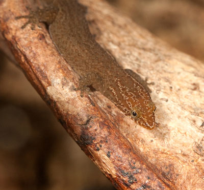 Sphaerodactylus notatus