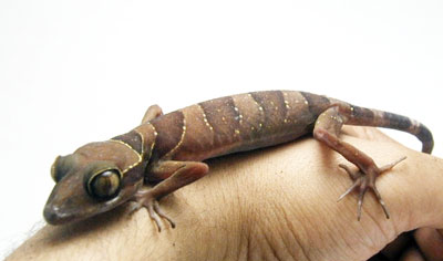 Cyrtodactylus intermedius