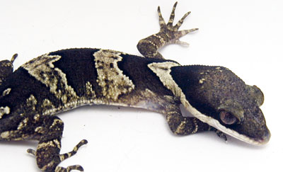 Cyrtodactylus irianjayaensis