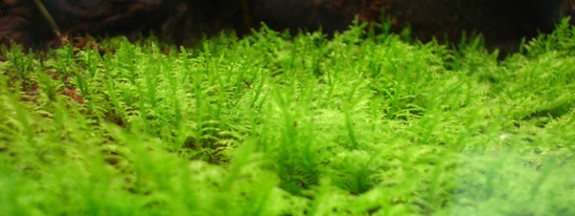 New England Herpetoculture Moss