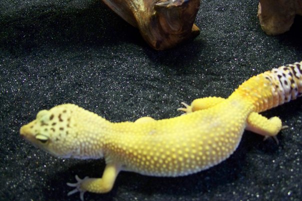 Healthy Leopard Gecko