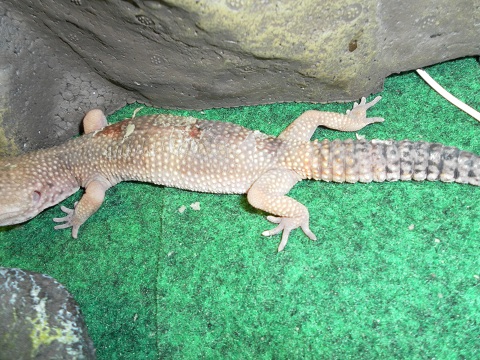 Sick leopard gecko