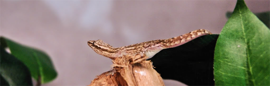 Lepidodactylus Lugubris
