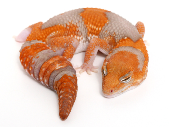 albino african fattail gecko