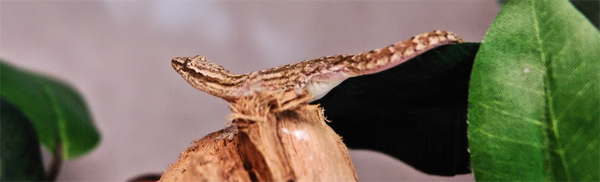 Lepidodactylus Lugubris