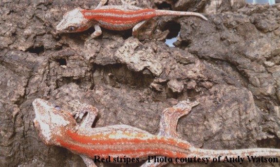 Red stripe Rhacodactylus auriculatus