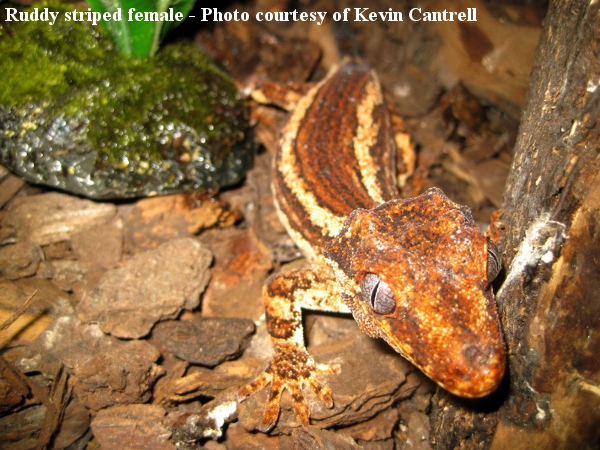 Rhacodactylus auriculatus: An Overview - Gecko Time