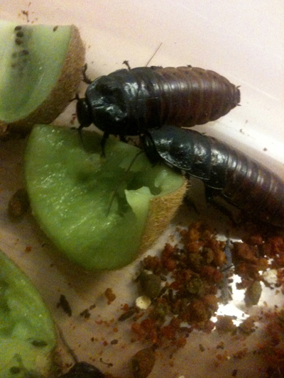 Madagascar Roaches
