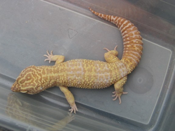 Male Tremper Albino Leopard Gecko