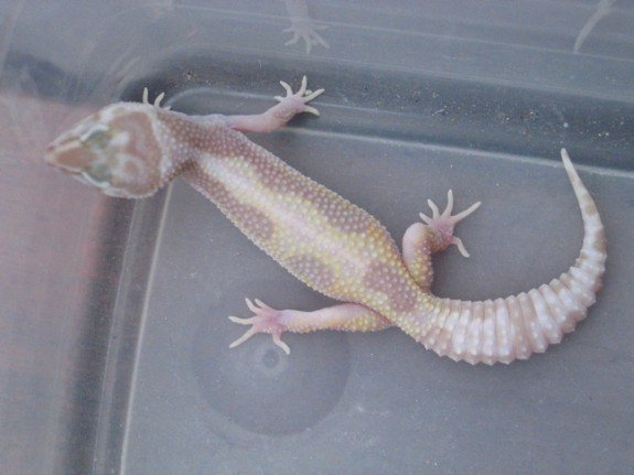 Tremper Albino Snow Stripe