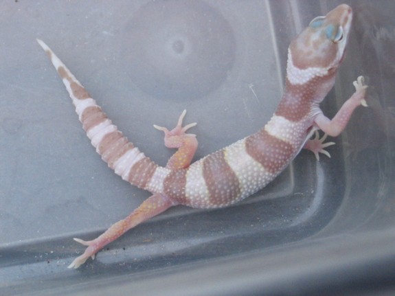 Tremper Albino Snow