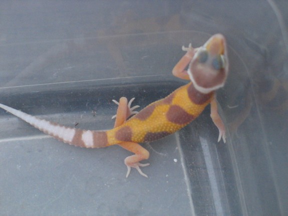 Tremper Albino Striped