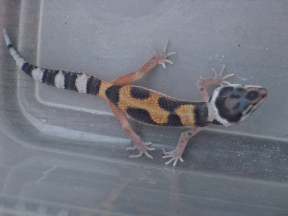 Aberrant Leopard Gecko