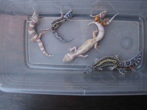 Leopard Gecko offspring from the pair above
