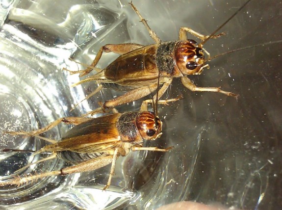 Jamaican Field Cricket