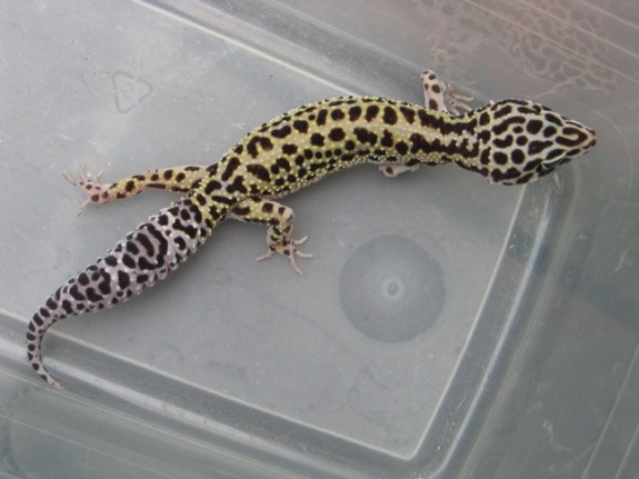 Zora, Female Stripe het Tremper Albino Leopard Gecko
