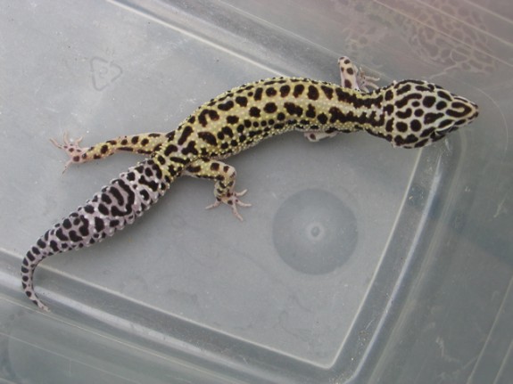 Zora, Female Snow Stripe het Tremper Albino Leopard Gecko