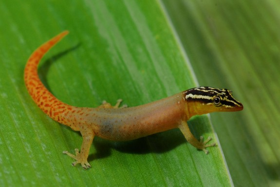 Sphaerodactylus mollei