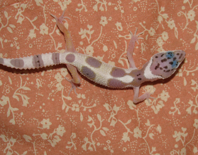 mack snow leopard gecko