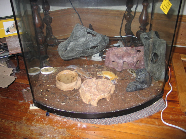 leopard gecko cage